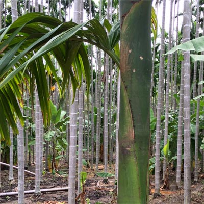 The Areca Nut tree grows in the shade of the Nilgiri mountains