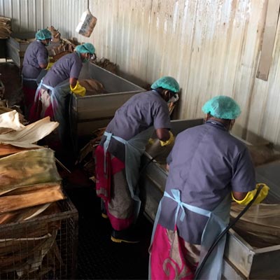 Cleaning and moistening palm leaves with clean water